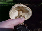 Chlorophyllum olivieri image