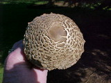 Chlorophyllum olivieri image