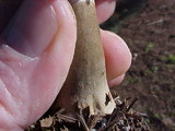 Chlorophyllum olivieri image