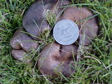 Scleroderma areolatum image