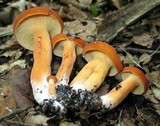 Lactarius volemus image