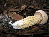 Austroboletus subflavidus image