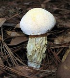 Austroboletus subflavidus image