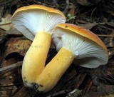 Lactarius hygrophoroides image