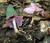 Gymnopus iocephalus image