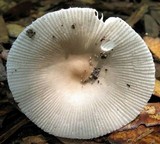 Amanita sect. Vaginatae image