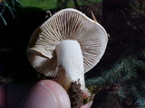 Collybia oregonensis image