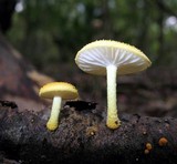 Cyptotrama chrysopepla image