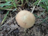 Gymnopus confluens image