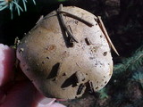 Collybia oregonensis image