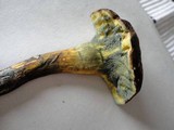 Boletus pulverulentus image