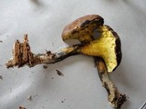 Boletus pulverulentus image
