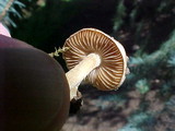 Collybia oregonensis image