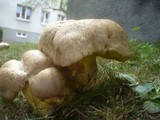 Boletus radicans image