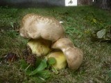 Boletus radicans image