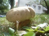 Boletus radicans image