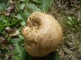 Boletus radicans image