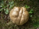 Boletus radicans image
