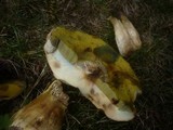 Boletus radicans image