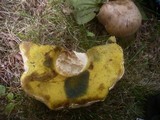 Boletus radicans image