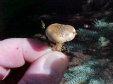 Collybia oregonensis image