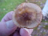 Collybia oregonensis image