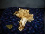 Russula globispora image