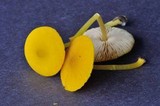 Pluteus chrysophlebius image