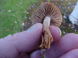Collybia oregonensis image