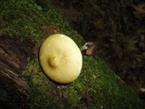 Melanoleuca alboflavida image