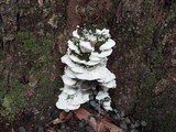 Oxyporus populinus image