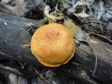 Gymnopilus penetrans image