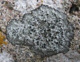 Buellia leptoclinoides image