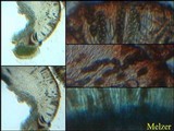 Buellia leptoclinoides image