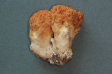Ramaria cyaneigranosa image