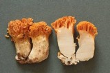 Ramaria cyaneigranosa image