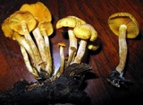 Gymnopilus aeruginosus image