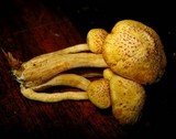 Gymnopilus aeruginosus image