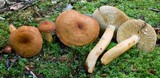 Lactarius volemus image