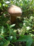 Tylopilus rubrobrunneus image