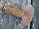 Tylopilus rubrobrunneus image