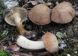 Inocybe dulcamara image