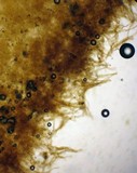 Inocybe dulcamara image