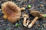 Inocybe terrigena image
