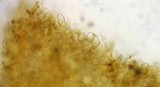 Inocybe terrigena image