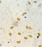 Inocybe terrigena image