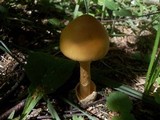 Amanita crocea image