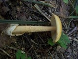 Amanita crocea image