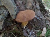 Boletus badius image