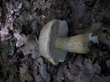 Tylopilus felleus image